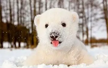 بازیگوشی دیدنی یک توله خرس + فیلم