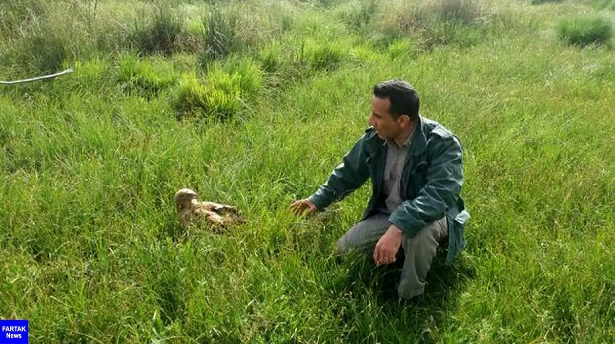 بازگشت یک بهله سارگپه پا بلند به زیستگاه های طبیعی در شهرستان کرمانشاه