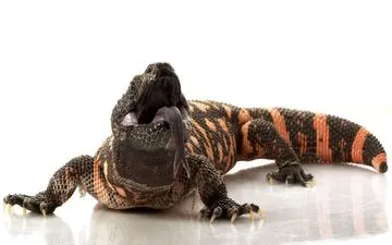 این آب‌دهان می تواند شفا بخش باشد

