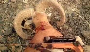  درگیری مسلحانه شکارچیان غیرمجاز با محیط‌بانان پارک ملی گلستان