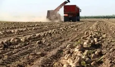 پیش بینی تولید 23 هزار تن چغندرقند پاییزه از مناطق گرمسیری استان