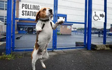 برای چهارمین مرتبه؛ یک سگ در آمریکا شهردار شد+ عکس