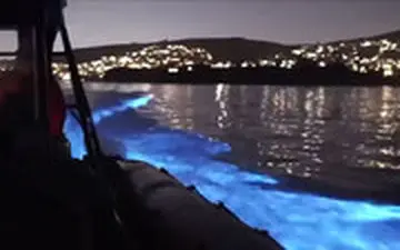 پدیده عجیب : شنای نورانی دلفین‌ها در کالیفرنیا