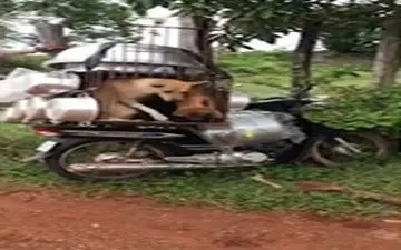 نجات سگ‌ها از قفس کوچک یک قصاب