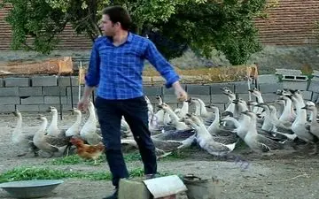 مهندس کامپیوتری که غاز می چراند