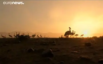 شکار کُلنگ در افغانستان!