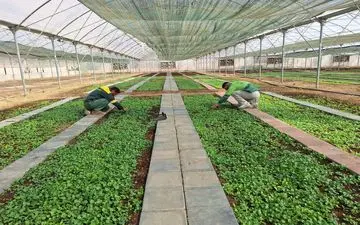 تولید ۱۵ هزار جعبه نشا‌ء گُل‌فصلی کشت پاییزه در کرمانشاه
