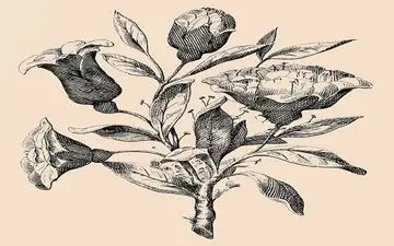 در بین گل ها چند چهره پنهان را می بینید؟