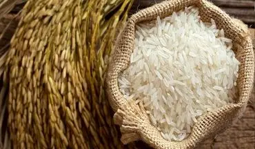 هیچ نوع برنج تراریخته ای در کشور تولید نمی شود