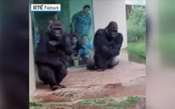 فرار جالب گوریل‌ها از خیس شدن در زیر باران