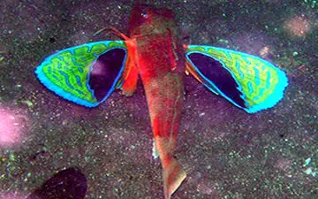 ماهی منحصربه فردی که بالهایی شبیه به پروانه دارد