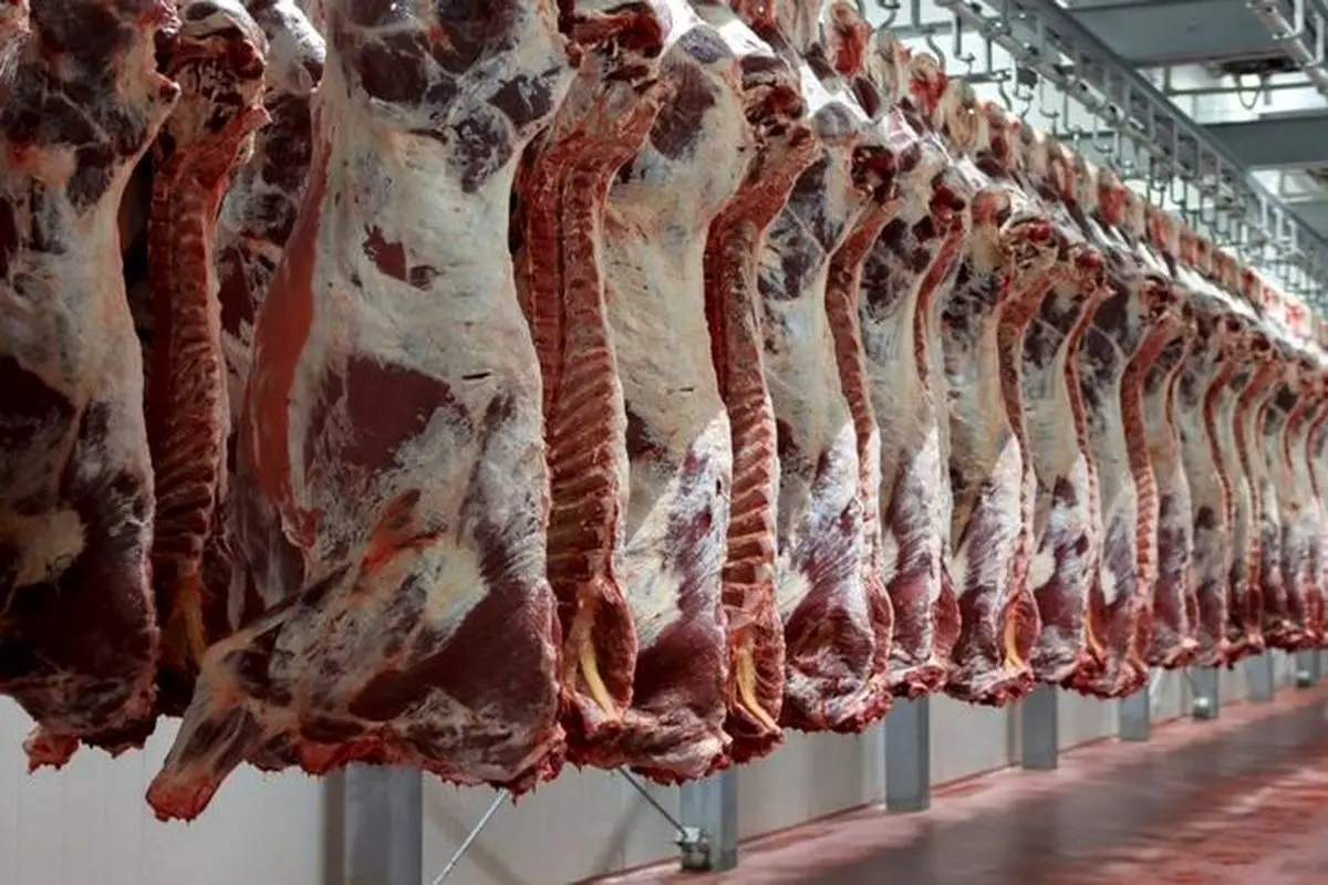 گوشت در بازار کیلویی چند؟ / آخرین قیمت گوشت گوسفندی در بازار 