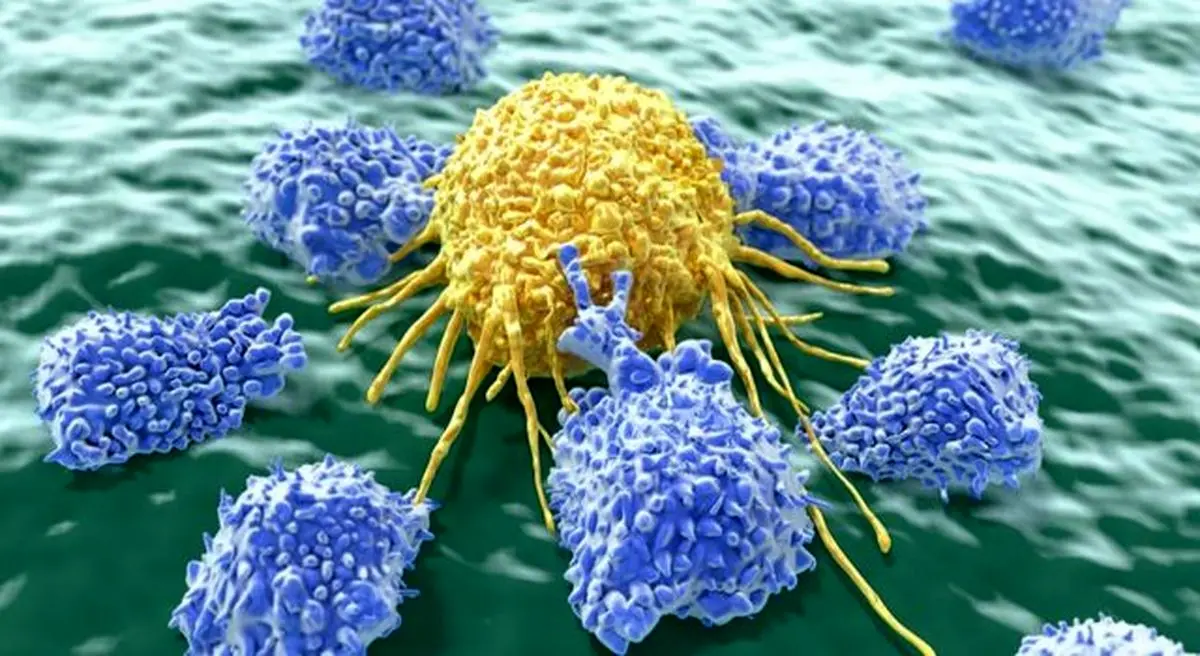 چگونگی سوخت‌گیری "سلول‌های کشنده" سلول‌های سرطانی
