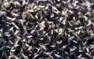 هجوم وحشتناک حشرات بالدار به روسیه+ فیلم