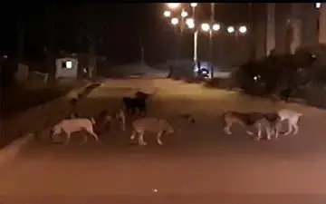 حمله سگ های ولگرد به بیش از900هرمزگانی