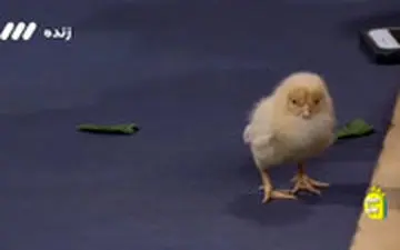 پیش‌بینی خنده‌دار یک جوجه از قهرمان لیگ برتر در برنامه زنده تلویزیونی!