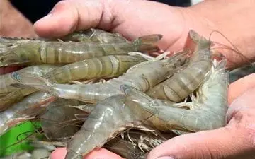 تولید میگوی پرورشی استان بوشهر به ۲ برابر افزایش می‌یابد
