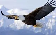 صحنه عجیب پرواز عقاب با کوسه!