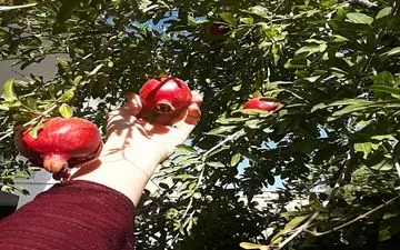 باغدار سیروانی محصول خودرا به نیازمندان هدیه کرد