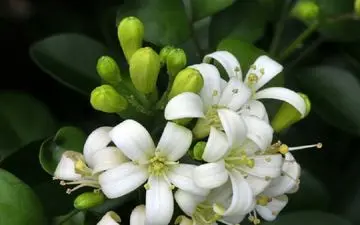 فایده های درمانی عرق بهارنارنج