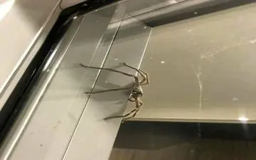 عنکبوت غول‌پیکر مهمان ناخوانده زوج استرالیایی