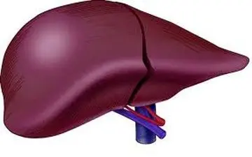 
با این خوراکی ها کبدتان را سم زدایی کنید
