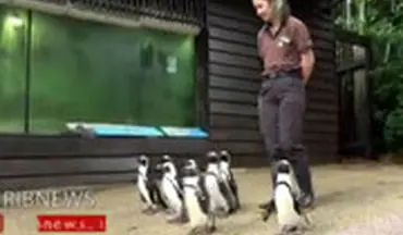تصاویری از گردش دسته جمعی پنگوئن ها در باغ وحش سنگاپور
