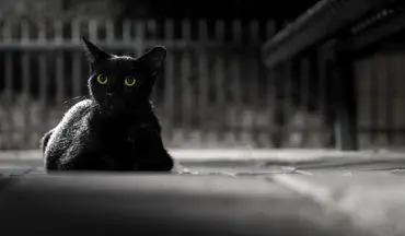 ویدیویی جالب از حضور گربه در وسط برنامه مافیا! 