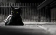 ویدیویی جالب از حضور گربه در وسط برنامه مافیا! 