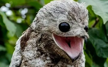 عجیب‌ترین ساکنان زمین: 5 حیوان خارق العاده و مرموز