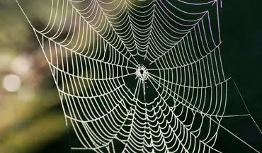 هنرنمایی حیرت انگیز عنکبوت در تار تنیدن + فیلم 