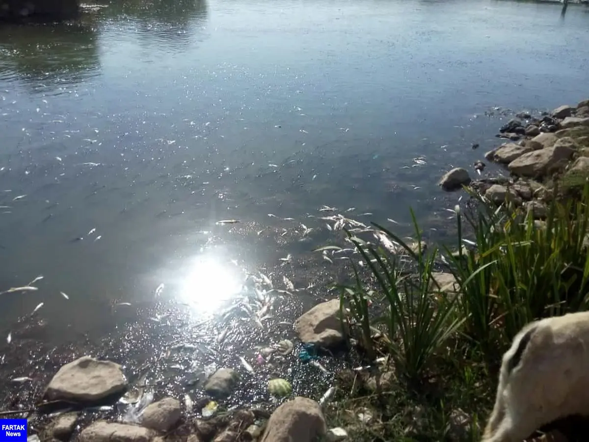 اطلاعیه مهم اداره کل حفاظت محیط زیست استان کرمانشاه در خصوص تلفات آبزیان رودخانه گاماسیاب