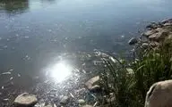 اطلاعیه مهم اداره کل حفاظت محیط زیست استان کرمانشاه در خصوص تلفات آبزیان رودخانه گاماسیاب