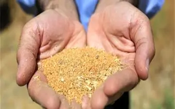 رشد بی سابقه دانه روغنی در بازار جهانی/ چرا قیمت ها بالا می رود
