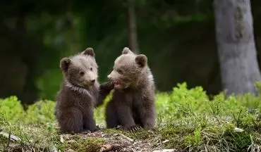 برادران خرس | عکس جذاب نشنال جئوگرافیک