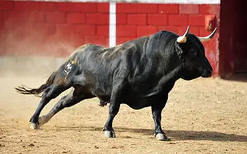 روش وحشیانه چینی‌ها برای ذبح گاو + فیلم