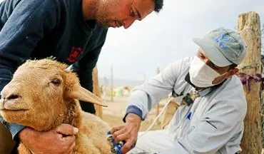  زنگ خطر تب برفکی در خراسان شمالی به صدا درآمد؛ لزوم هوشیاری فوری