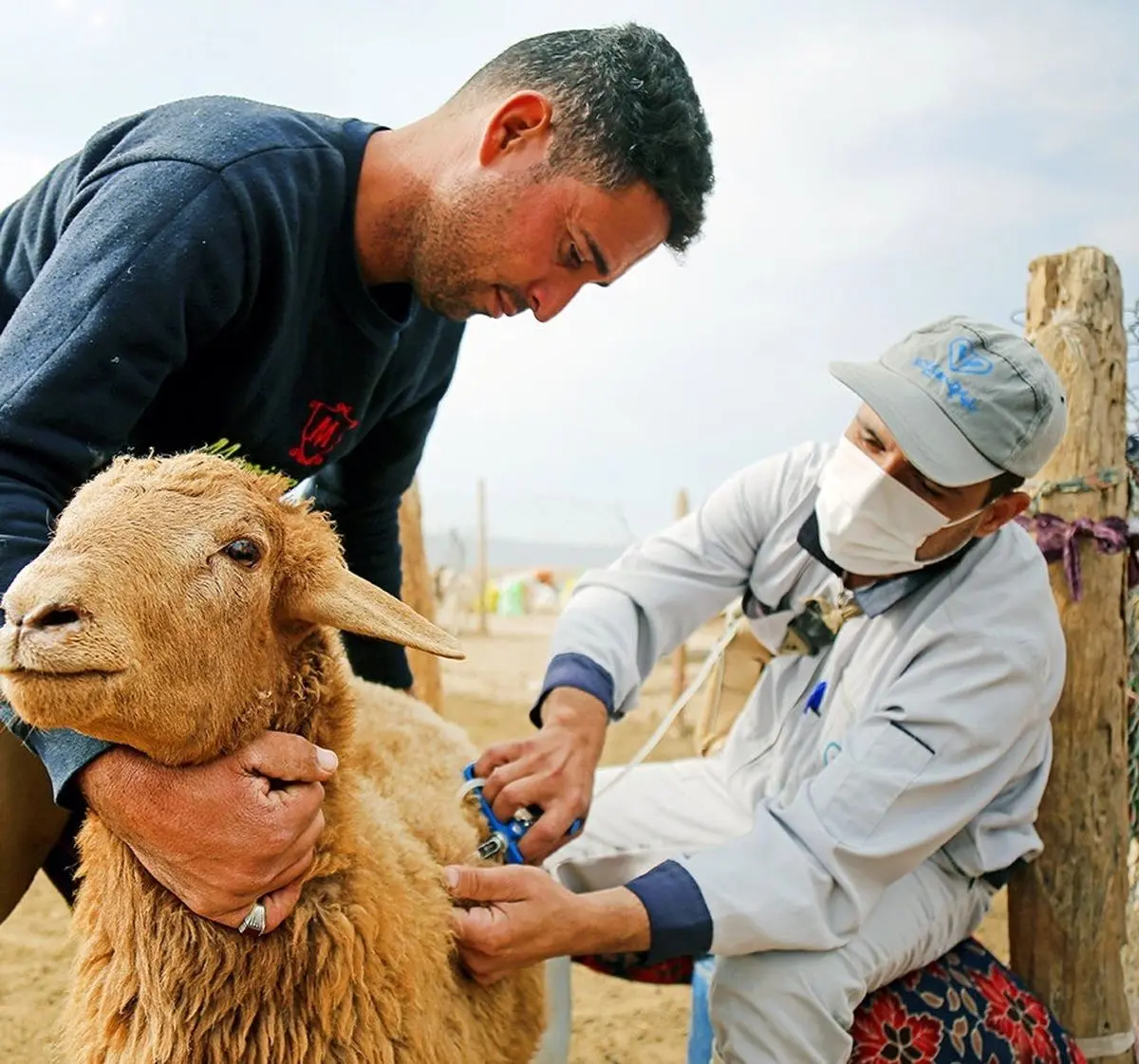 زنگ خطر تب برفکی در خراسان شمالی به صدا درآمد؛ لزوم هوشیاری فوری