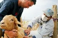  زنگ خطر تب برفکی در خراسان شمالی به صدا درآمد؛ لزوم هوشیاری فوری