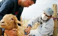  زنگ خطر تب برفکی در خراسان شمالی به صدا درآمد؛ لزوم هوشیاری فوری
