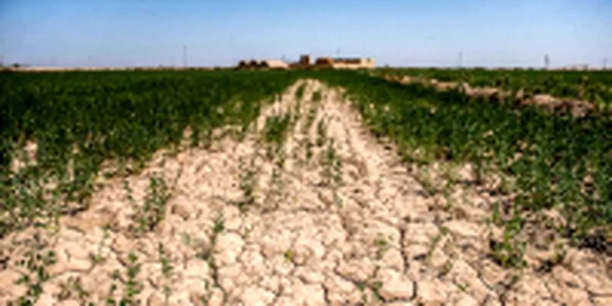 تخصیص ۲۲۵ میلیارد تومان اعتبار برای امهال تسهیلات ناشی از خشکسالی در ایلام