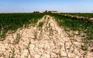 تخصیص ۲۲۵ میلیارد تومان اعتبار برای امهال تسهیلات ناشی از خشکسالی در ایلام