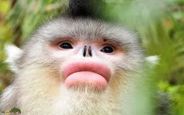 ‌میمونی با چهره‌ای شبیه جراحی زیبایی: نگاهی به نایاب‌ترین میمون جهان