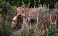 شکار یک آهو توسط شیر حین زایمان + فیلم