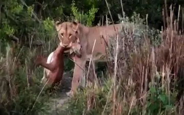 شکار یک آهو توسط شیر حین زایمان + فیلم