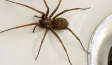 با عنکبوت های داخل خانه کاری نداشته باشید