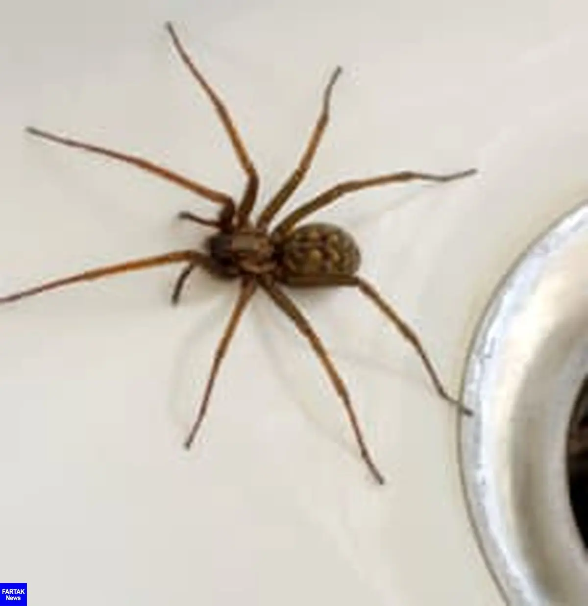 با عنکبوت های داخل خانه کاری نداشته باشید