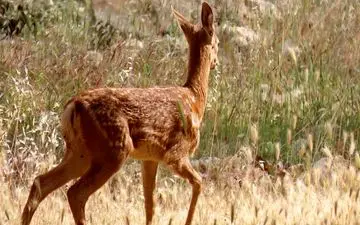 دومین گوزن زرد ایرانی در میان‌کتل کازرون متولد شد