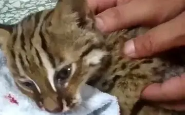 تلاش ستودنی مامور پلیس برای نجات گربه +فیلم 