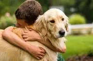 کشف شباهت ژنتیکی عجیب میان انسان و سگ های گلدن رتریور در رفتارهای عاطفی